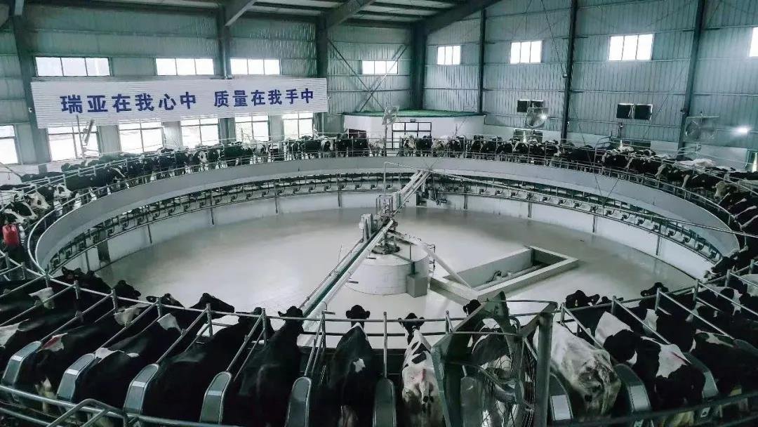 中欧（中国）丨国家奶牛产业技术体系首席科学家、中国农业大学教授李胜利一行莅临中欧（中国）鲁山瑞亚参观调研
