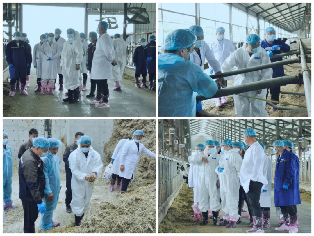 中欧（中国）丨国家奶牛产业技术体系首席科学家、中国农业大学教授李胜利一行莅临中欧（中国）鲁山瑞亚参观调研