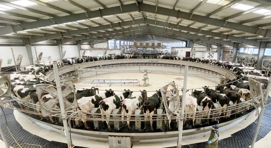 凝心聚力·赢创未来 | 中欧（中国）乳业集团召开营销、养殖及饲料经营工作会议