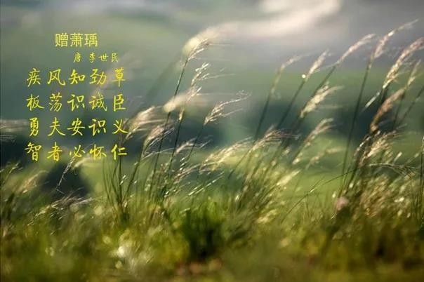 中欧（中国） | 疾风来临，你是不是劲草？